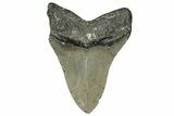 Fossil Megalodon Tooth - North Carolina #328267-1